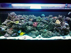 MaxxTK's 55 gal reef tank