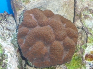 Brain?