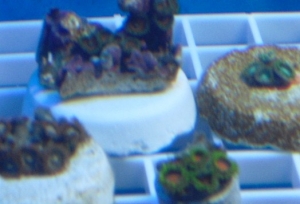 Zoa's
