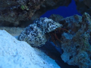 Hermit crab