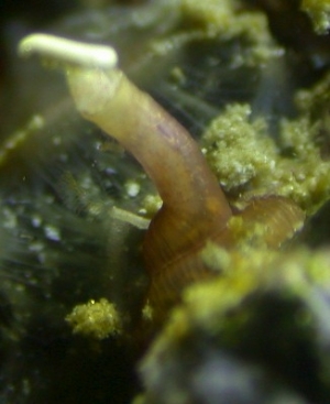 vermetid-snail