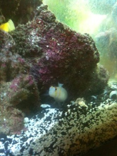blenny