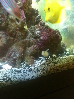 blenny