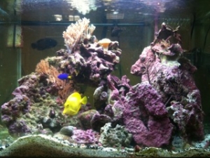 strega168 first sw aquarium