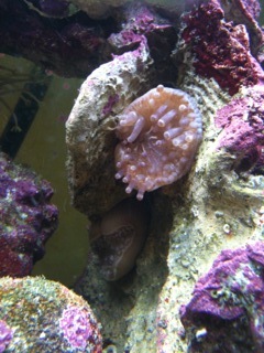 anemone