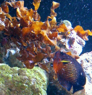 Coral beauty doing what she does best