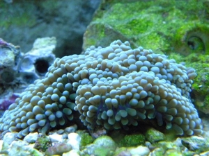 Blue Ricordea Floridae in my 46 gallon bow front