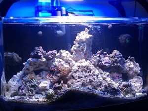 46 gallon bow front