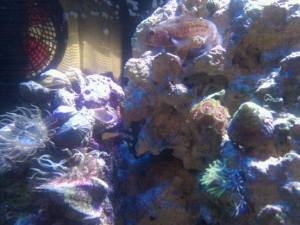 green star polyps with purple mat and watermelon zoo's
