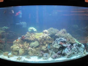 My 54g Corner SW Tank