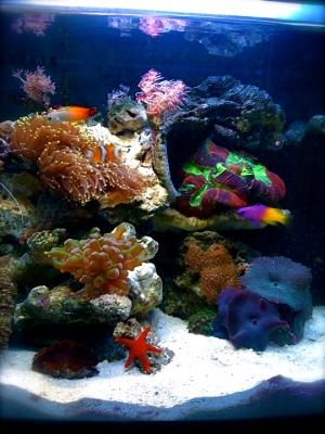 aquascape
