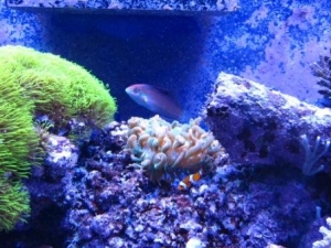 Christmas Wrasse