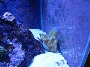 clam