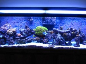Dec 2010 full tank shot