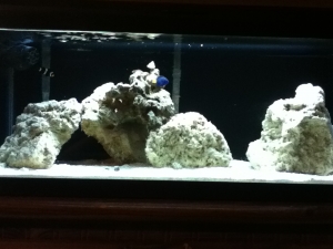 20 gallon FTS
