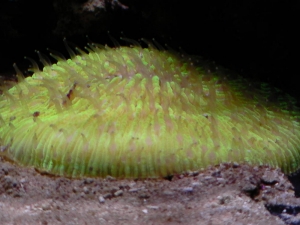 Fungia