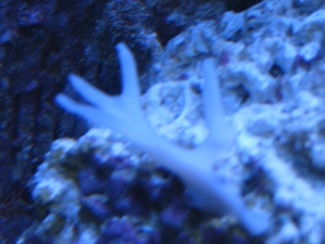 Coral IDs