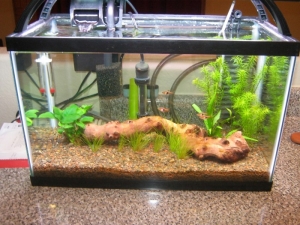 Planted1