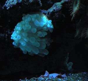My Green BTA after a three way Split