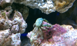 Emerald Crab
