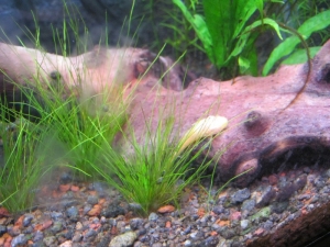 Albino