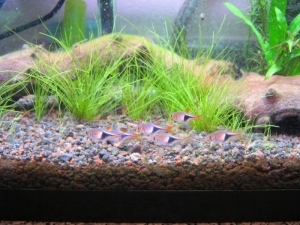 Shoal
