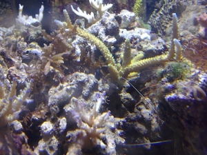 Staghorn domination