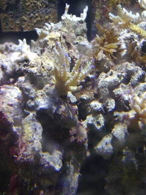 Aussie corals