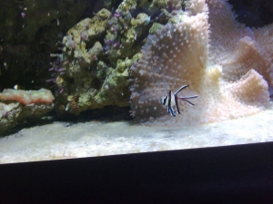 Bangaii fish