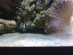 Bangaii baby fish