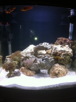 my_Fish_Tank