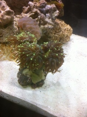 Green Torch Coral