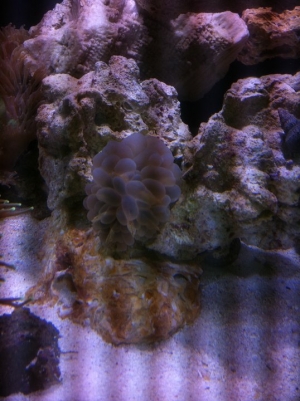 My Bubble Coral