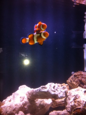 Nemo and Marlin