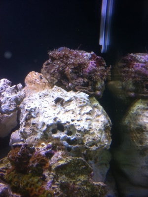 My Daisy Polyps