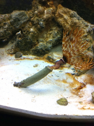 Feather Duster stretching