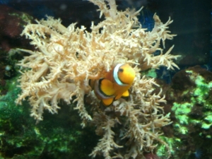 clownfish in tree coral