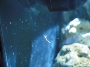 Spaghetti worm