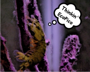 Fister thinkin' EcoPico