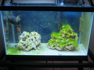 GreenAlgae