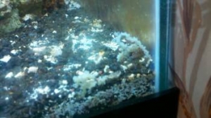 strange thing on glass