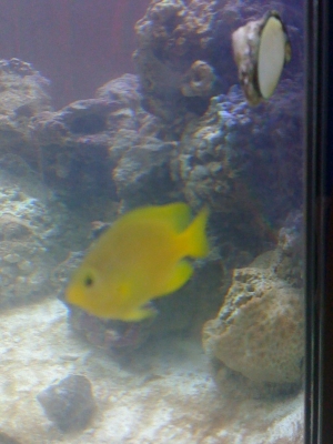 Yellow Damsel