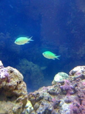 Blue Green Chromis