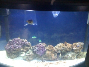 Whole Tank 1 month old