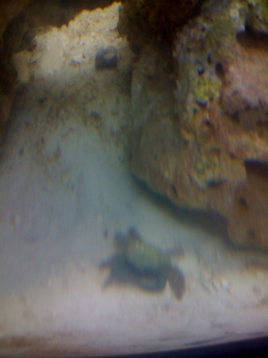 Emerald Crab