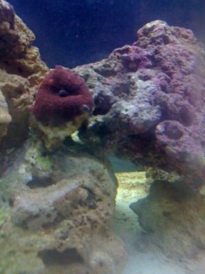 Red Mushroom