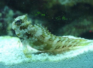 Lawnmower Blenny