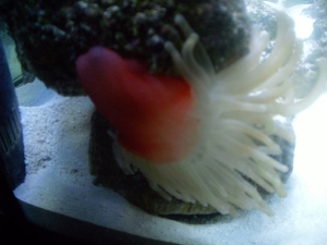 ANENOME2