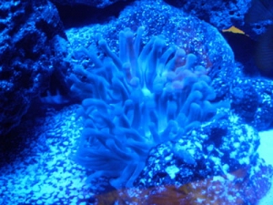 ANENOME3