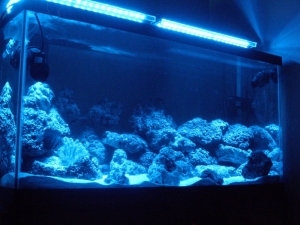 TANK113